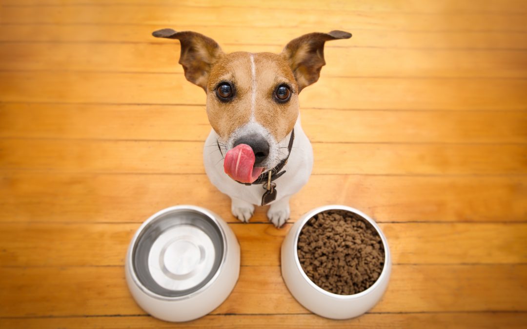 What I Know About Dog Food…