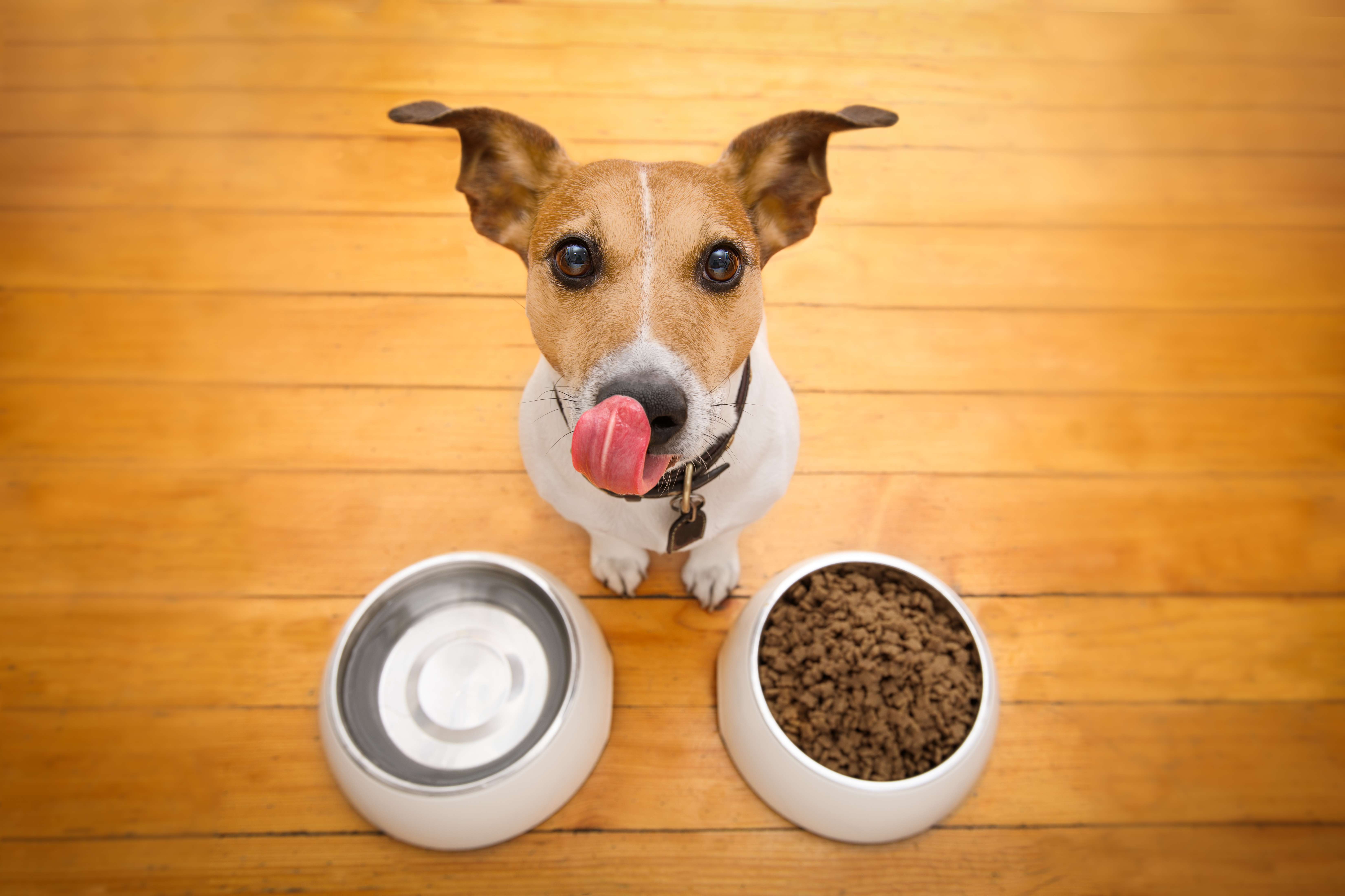 Stater brothers shop dog food