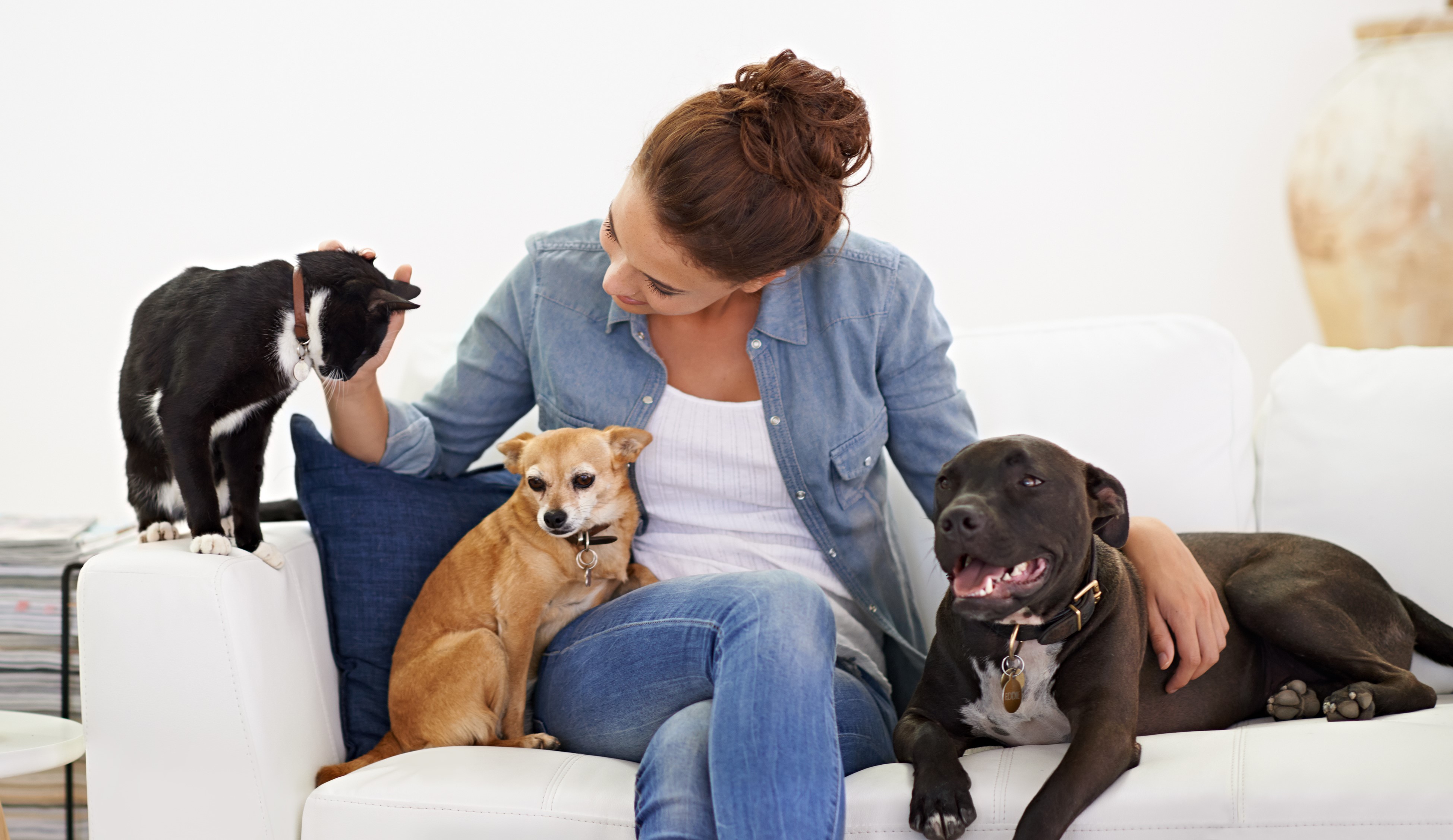 Why Hire A Professional Pet Sitter The DOG Nannies by Mighty Pet