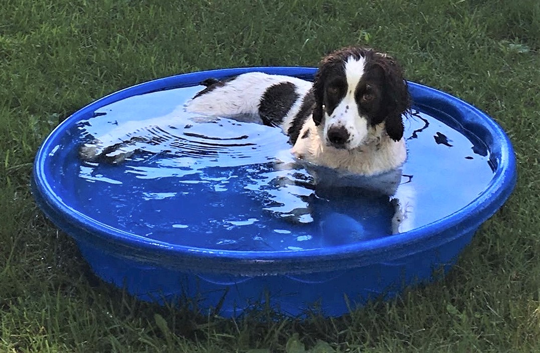 are bananas good for the english springer spaniel